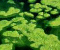Algae in ponds