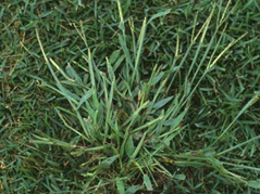 broadleaf-weed-crabgrass
