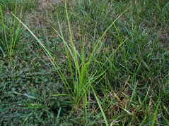 Nutsedge Grass