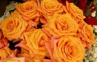 orange roses